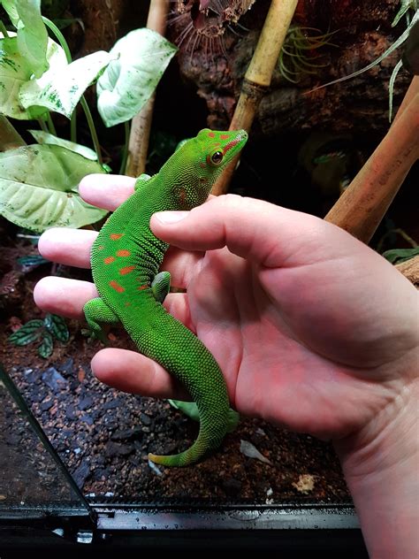 Giant day gecko looking fresh : r/reptiles