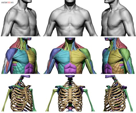 Male Body Reference - Anatomy 360