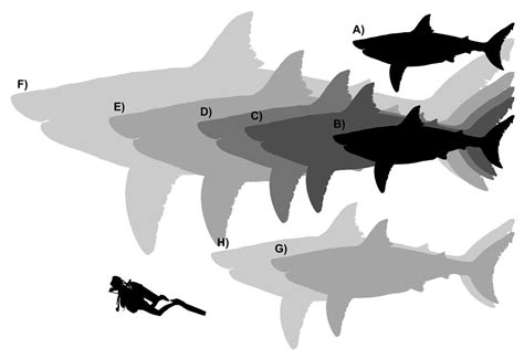 Largest Great White Shark Specimens by Paleonerd01 on DeviantArt