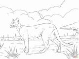 Panther Coloring Pages & Books  100% FREE And Printable sketch template