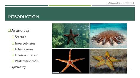 Echinoderms - Asteroidea: phylogeny, anatomy, physiology and ecology