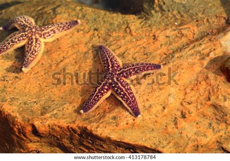 29 Northern Pacific Seastar Images, Stock Photos & Vectors | Shutterstock