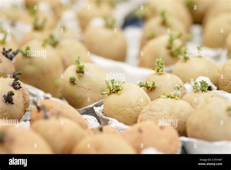 Tray of Seed Potatoes Chitting Stock Photo - Alamy