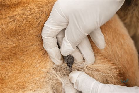 What Can Cause Warts On Dogs? | Wellness Wag