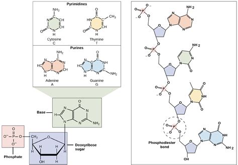 Tips for memorizing structures of nitrogenous bases : Mcat