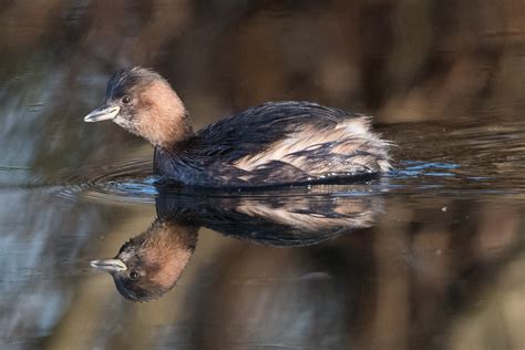 Little Grebe by Jim Mountain - BirdGuides