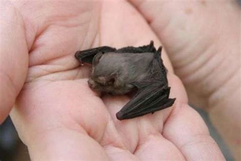 Il mammifero più piccolo al mondo è un pipistrello: il pipistrello ...