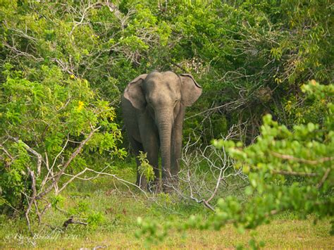 Habitat - Asian Elephants