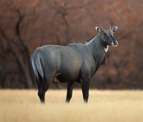 Hunt Free-Range Nilgai South Texas | High Fence Nilgai Hunting Ranches