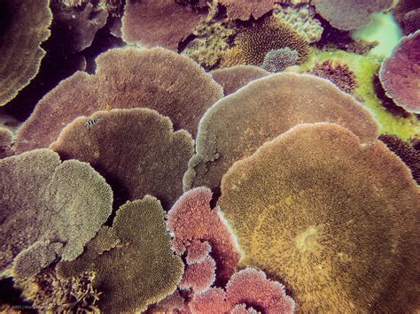 Turning the tables—how table corals are regenerating reefs