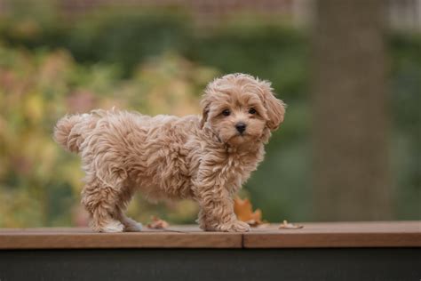 Red Standard Poodle Puppies - Ultimate Guide - MetaWoofs