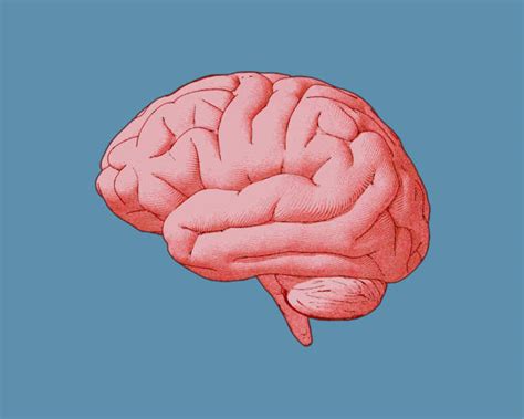 28,700+ Human Brain Anatomy Stock Illustrations, Royalty-Free Vector Graphics & Clip Art - iStock