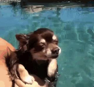 Lazy Dog GIF - Find & Share on GIPHY