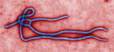 Sequencing Suggests the Ebola Virus Genome is Changing | Genohub Blog