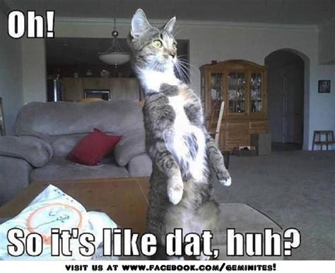 Oh! So it's like that, huh?! | Funny cats, Funny animals, Cats