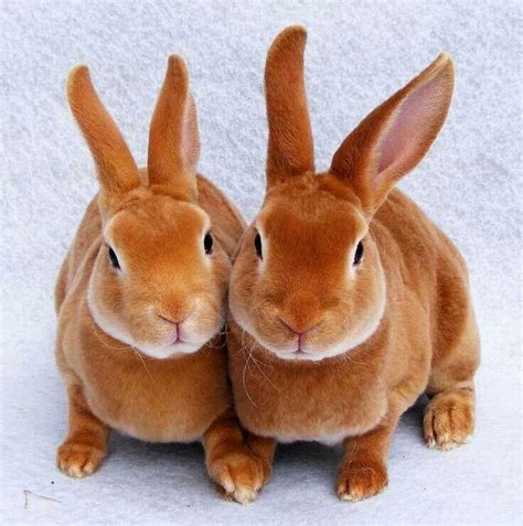 Want these guys | Rabbit pictures, Pet rabbit, Rabbit