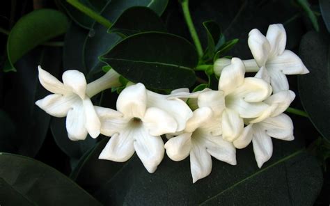 flowers for flower lovers.: jasmine flowers pictures.