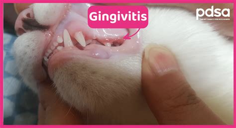 Dental Disease in Cats - PDSA
