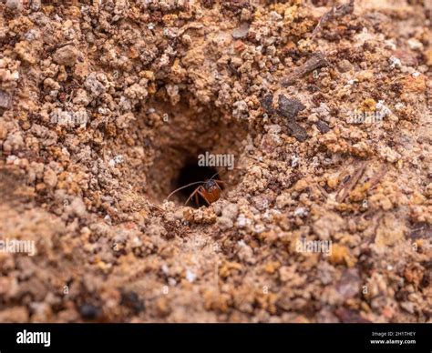 A Bull Ant Guarding the nest Stock Photo - Alamy