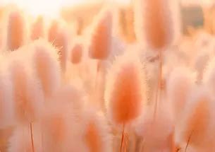 PANTONE® USA | What is Peach Fuzz?