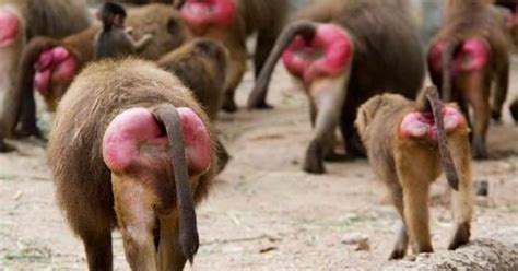 Baboons really do have red behinds! | OUTLANDER: Wildlife | Pinterest | Friday fun, Baboon and ...