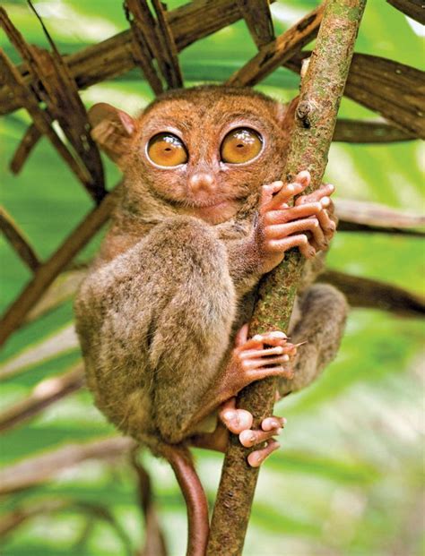 tarsier - Google Search | Tarsier, Unusual animals, Weird animals