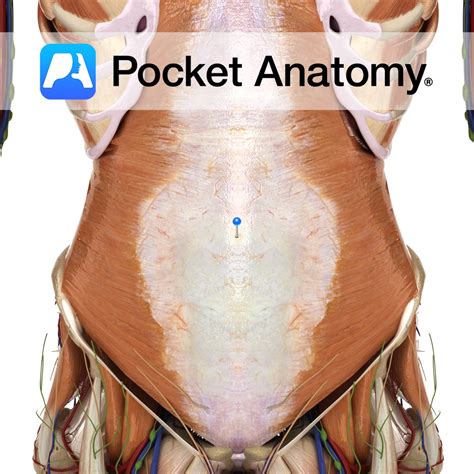 Transversalis fascia - Pocket Anatomy