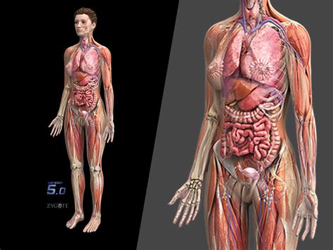 3D Human Anatomy | hohomiche