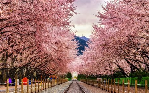 Fly to South Korea for Cherry Blossom Season for $445 Round-trip | Paid ...