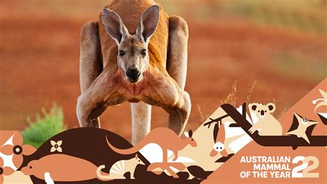 Red Kangaroo: Australia's largest native land mammal #amoty2022