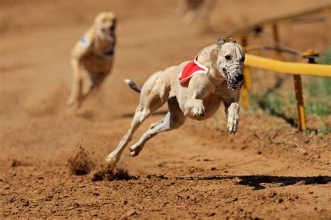 About The Breed: Greyhound Highland Canine Training | lupon.gov.ph