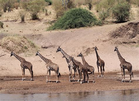 2023 The Utmost Serengeti Wildebeest Migration and Big Five