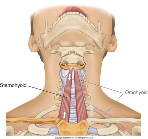 The Unusual Suspects – Sternohyoid - A Muscle of the Anterior Neck