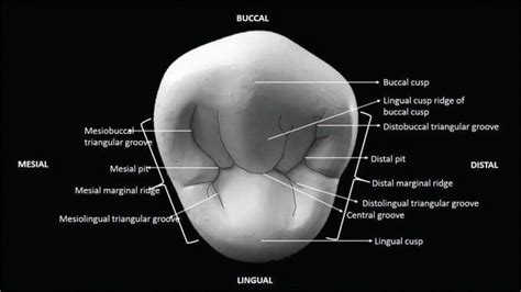 The Permanent Maxillary and Mandibular Premolar Teeth | IntechOpen The schematic description of ...