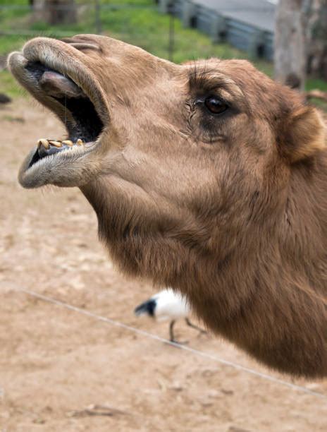 Camel Teeth Stock Photos, Pictures & Royalty-Free Images - iStock