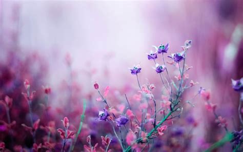 22 Free Flower Wallpapers to Brighten Your Day | Purple flowers ...