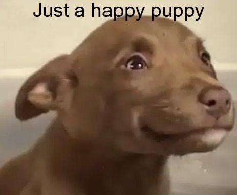 Greetings, have a happy puppy. : r/memes