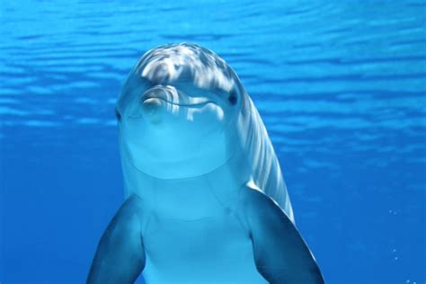 Free Images - dolphin marine mammals water