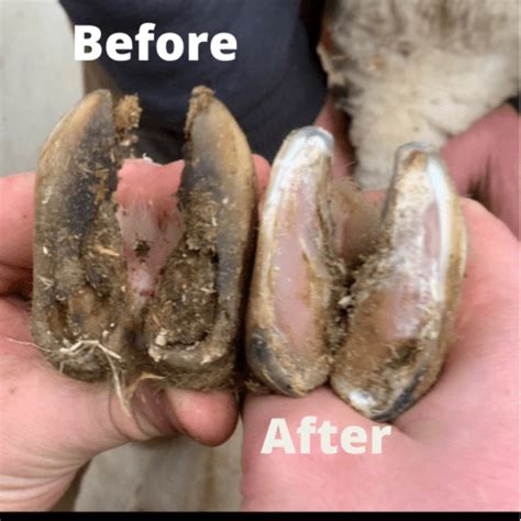 Sheep Hoof Trimming makes for Healthy Feet - Ambry Acres