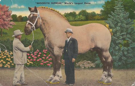 brooklyn-supreme-worlds-largest-horse0001 - Poudre River Stables