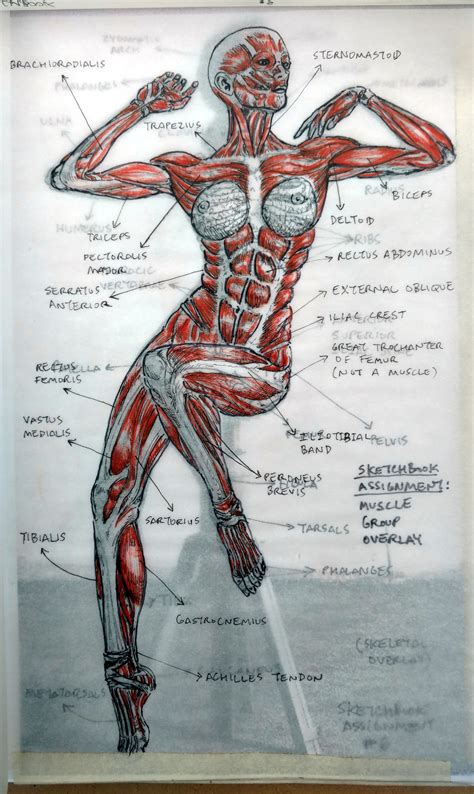 2015 Figure Drawing - Citrus College * MUSCLES Overlay, Picture #1 Sketchbook Assignment: Find a ...