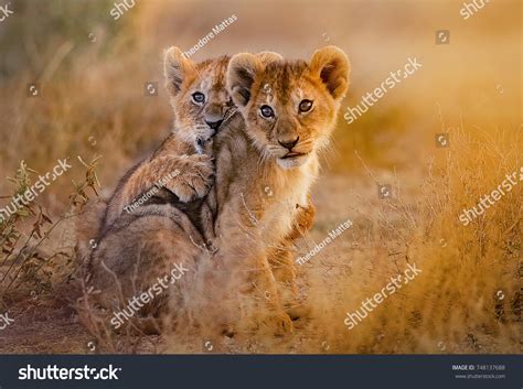 Lion Cubs Playing Stock Photo 748137688 | Shutterstock