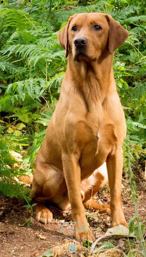 Stunning Fox Red Labrador photo taken during the Andy Biggar Photography Course North Wales ...