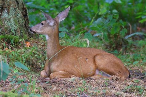 Doeful by swashbuckler | Deer pictures, Animals, Spirit animal