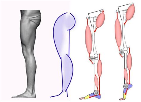 Mechanics of the main muscle groups that create silhouette of lower ...