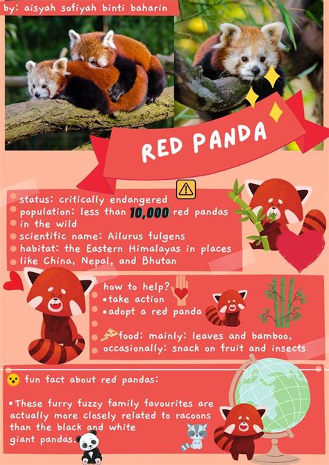 red pandas | Red panda, Panda habitat, Endangered animals project