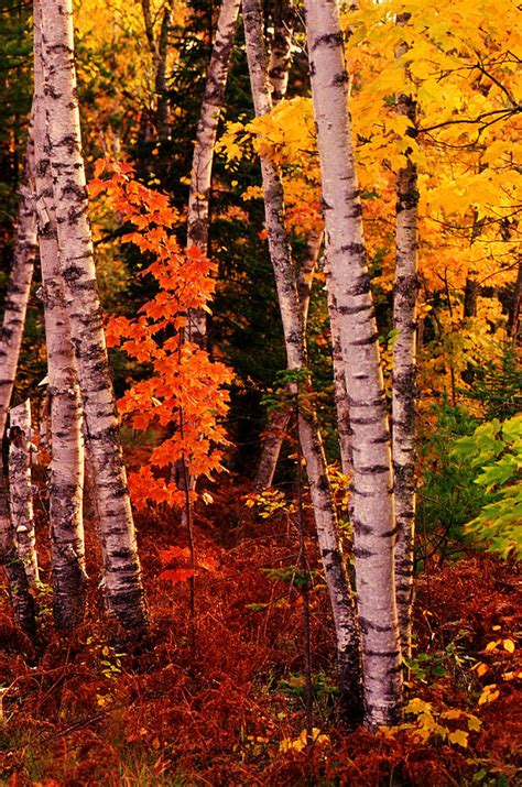 Autumn Birch Forest Photograph by James C Richardson - Pixels