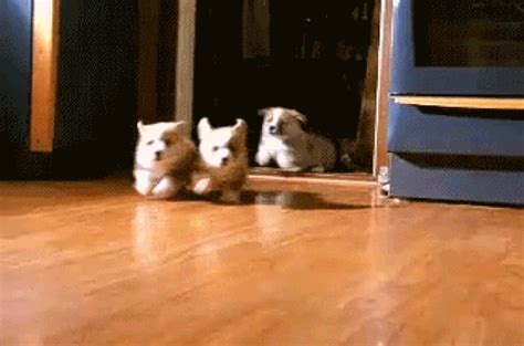 doggies gifs | WiffleGif