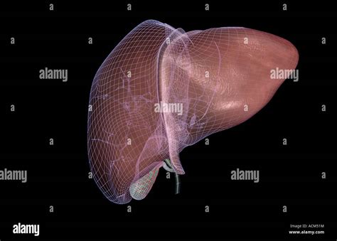 Falciform Ligament High Resolution Stock Photography and Images - Alamy