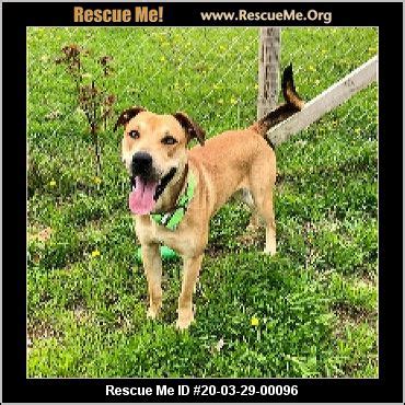 - Ohio Dog Rescue - ADOPTIONS - Rescue Me!